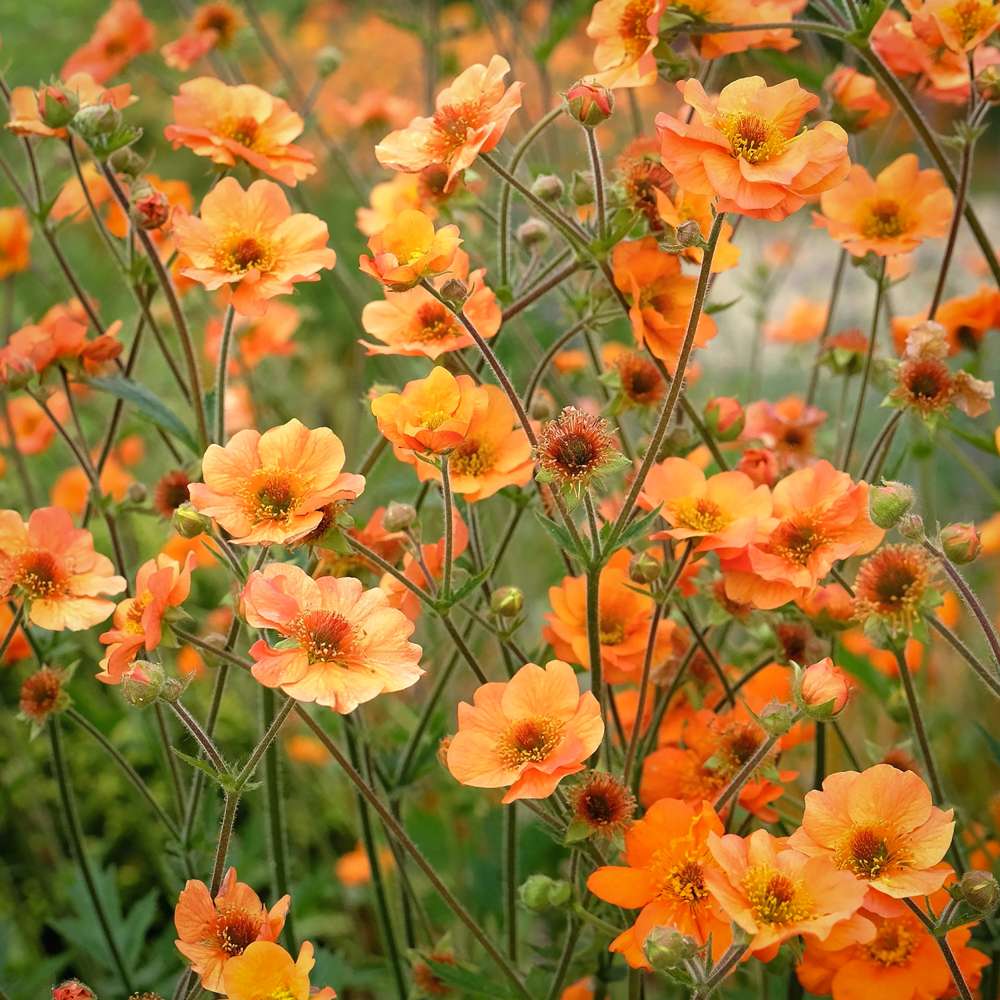 Nellikerod 'Princess Juliana'